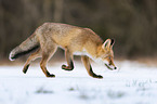 running Red Fox