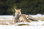 Red Fox with prey