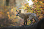 standing Red Fox
