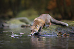standing Red Fox