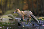 standing Red Fox