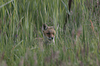 Red Fox Cup portrait