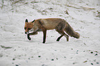 running Red Fox