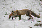 running Red Fox