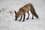 standing Red Fox