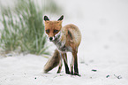 standing Red Fox