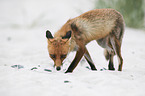 walking Red Fox