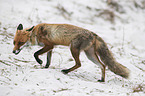 walking Red Fox