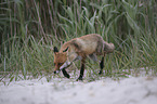 walking Red Fox