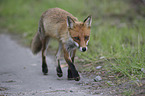 running Red Fox