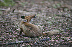 sitting Red Fox