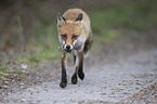 running Red Fox