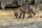 young red fox