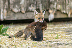 young red fox