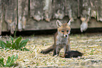 young red fox