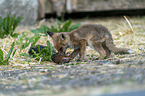 young red fox