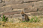 young red fox