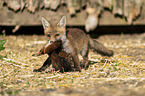 young red fox