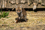 young red fox