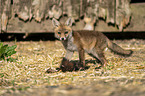 young red fox