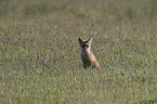 young red fox