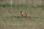 young red fox