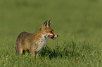 standing Red Fox