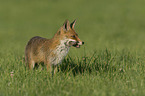 standing Red Fox