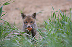 young Red Fox