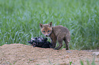 young Red Fox