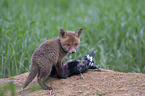 young Red Fox