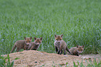 young Red Foxes