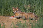 young Red Foxes