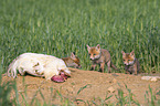 young Red Foxes