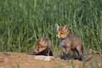 young Red Foxes