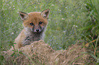 young Red Fox