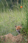young Red Fox