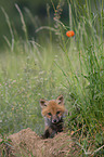 young Red Fox