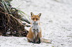 sitting Red Fox