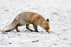 standing Red Fox