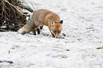 standing Red Fox