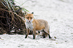 standing Red Fox