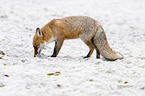 standing Red Fox