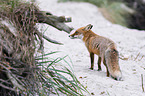 standing Red Fox