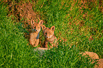 two red fox pups