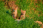 two red fox pups