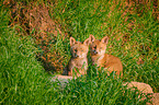 two red fox pups