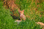 red fox pup