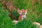 two red fox pups