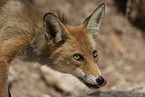 red fox